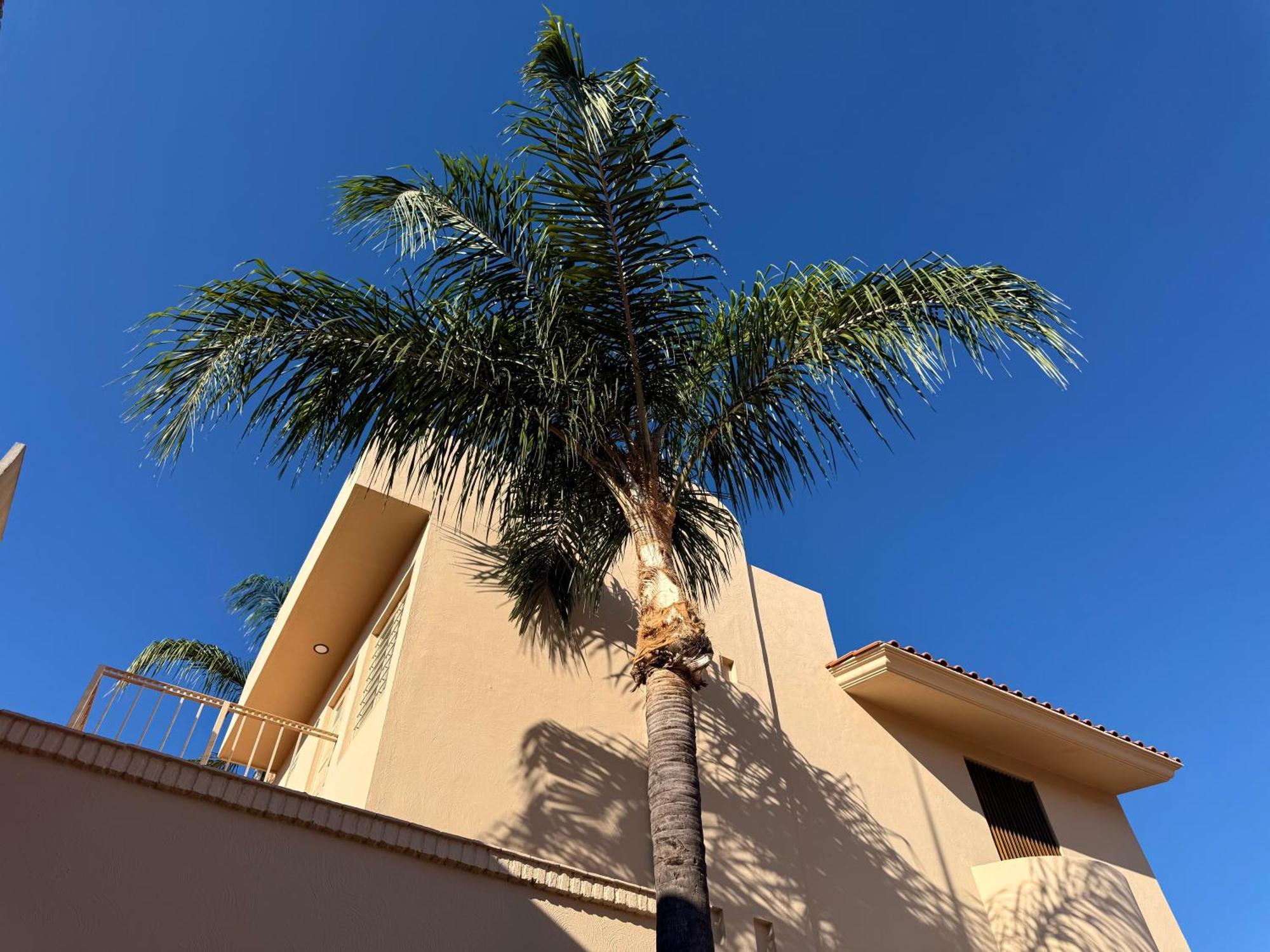 Villa La Palma Hotel Текила Екстериор снимка